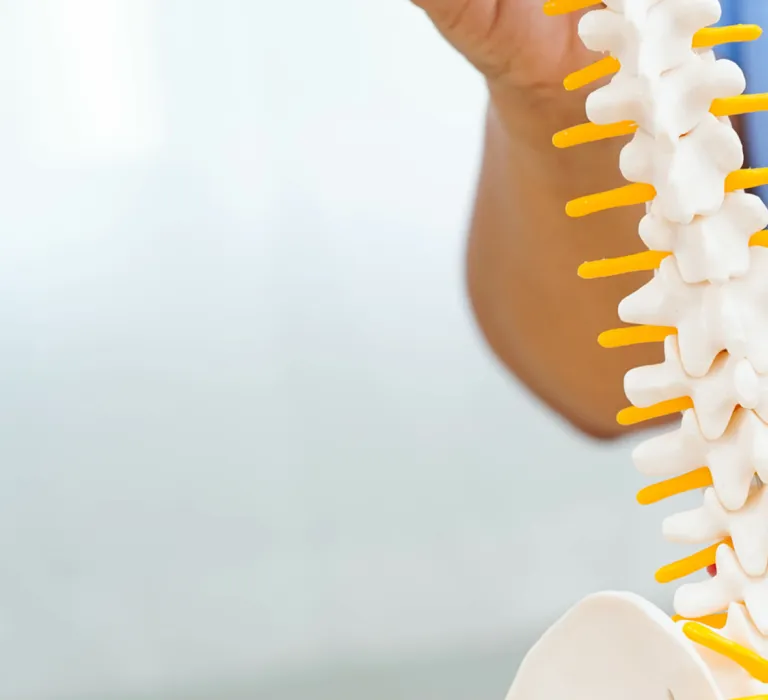 A person in medical scrubs points to a model of a human spine with yellow protrusions representing nerves, held upright on a table.